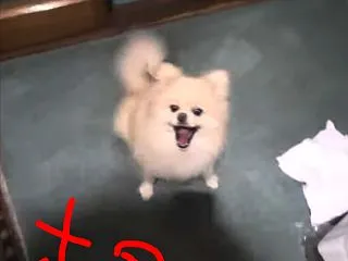 【元繁殖犬】10分ぶりに会ったら大歓迎の…