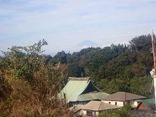 野沢菜の移植