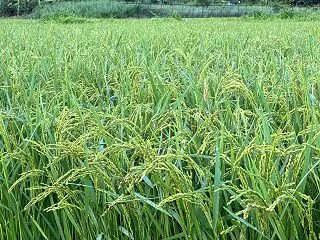 「夜明け前の世界の秘密」で引き寄せた！