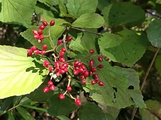 赤の実に感じる秋