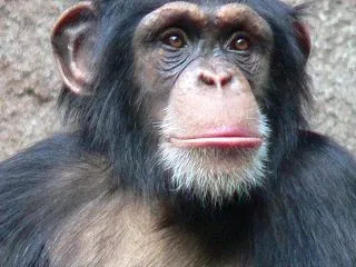 【発見】京都市動物園で「お勉強用のタッチ…