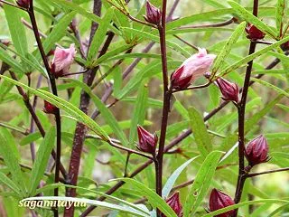 「相模原麻溝公園」では「ローゼル」が開花…