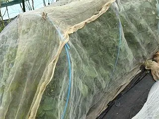 やっぱり豊作だ！ 丹波の黒豆、第二弾は防…