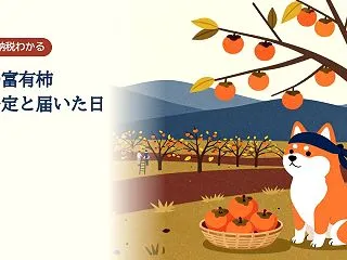 岐阜の富有柿は甘柿で、出荷は11月上旬〜…