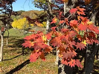 紅葉が進んでます