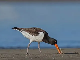 ミヤコドリ