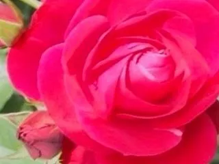 国産うなぎと中国産の差