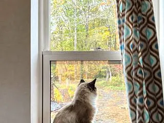 紅葉狩り