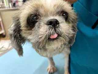 シーズー（♀）＠保護