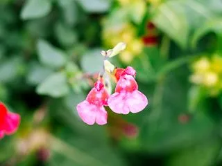 １０月の花 その２２ チェリーセージ
