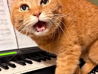 音楽との出会い