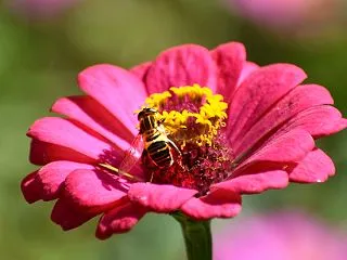アシブトハナアブ Helophilus …