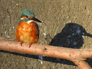 カワセミと影法師～川で出合った野鳥たち