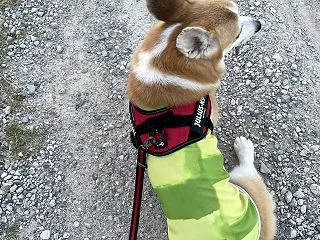 ぼきゅは、げんき。