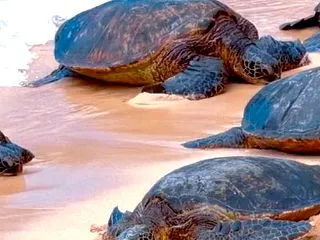 マウイ旅、ホオキパビーチのホヌの群れ(+…