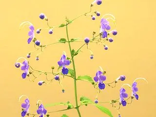 背景に映えて