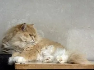 【ラガマフィン編】ココの異変63・・猫で…
