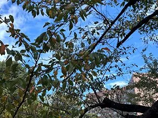 山手線の9時から12時界隈