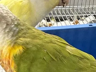 いちじくは跡形もなく