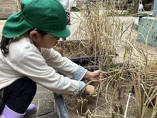 稲刈り