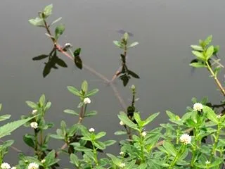 ナガエツルノゲイトウ、根絶目指して行きま…