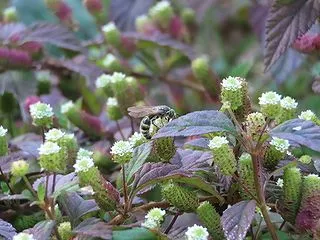 つくば植物園：ヒメハラナガツチバチ（オス…