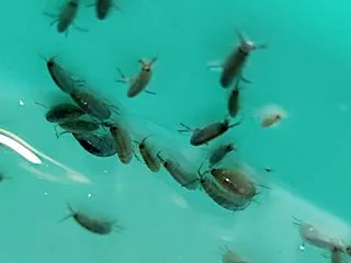 海水 ヨコエビ 販売開始