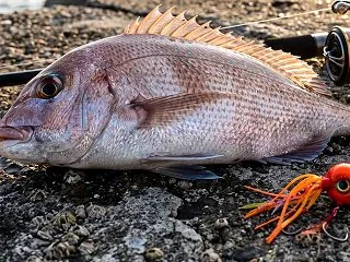 【完全版】堤防ショアラバで真鯛を釣る！釣…