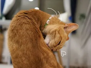 回る猫の首♪