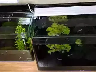 屋外のエメキンゴールドメダカ、室内水槽に…