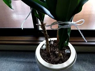 幸福の木とわからない球根