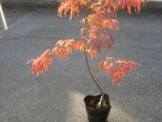お告げが来た【パワースポット】【茨城県】…