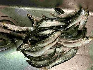 イワシの大量釣果🐟魚料理と頭を利用した肥…