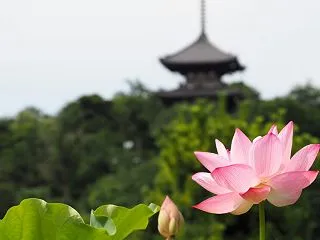 花見のお祭り