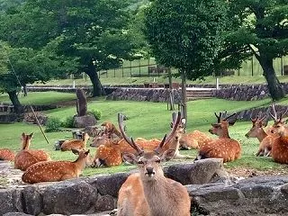 【奈良】体の一部がない子鹿の死骸4体、人…