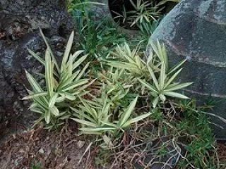 花を侵食する厄介物