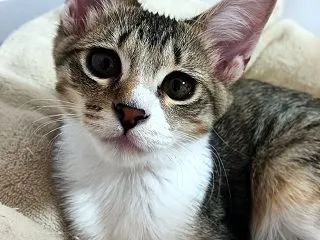 えっ？茶色？？えっ？染色体異常？？