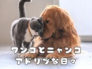 アドリブの日々｜犬と猫が一緒に暮らす、予…