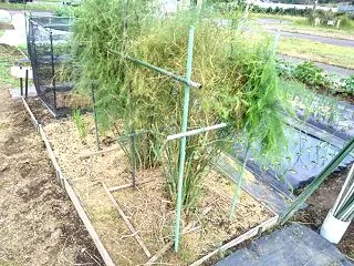 秋の畑のお世話が始まりました。