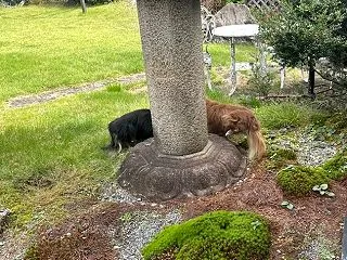 母を・・・ 強制的起こす方法！！