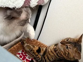本厄の女
