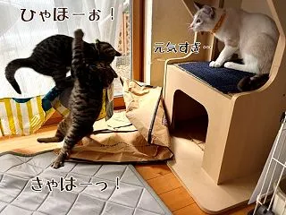 もち嵐の到来にお池2ndは…☆ビビリ猫の…