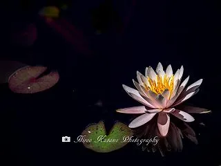 蓮池にて