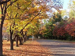 いつもの真駒内公園の散歩┃今朝の紅葉は今…