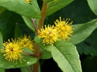 ヤナギトラノオ～株によって花の形が違って…