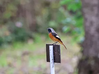 ジョウビタキ初認・アトリ・キセキレイ・セ…