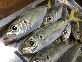 秋の波止釣りシーズン到来？台風前の渋い状…