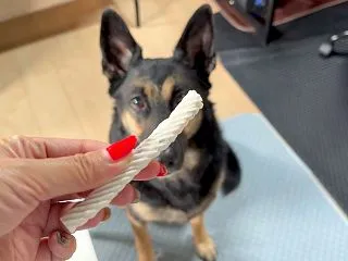愛犬の歯磨きガム、１本まるごと渡してない…