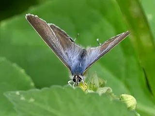 多摩川河川敷のウラナミシジミ シジミチョ…