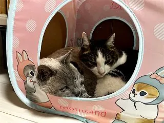 猫壱「日本一 福を招きそうな猫選手権」結…
